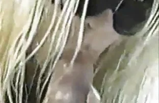 XXX Schlanker Freund wie reife frauen gratis video pussy